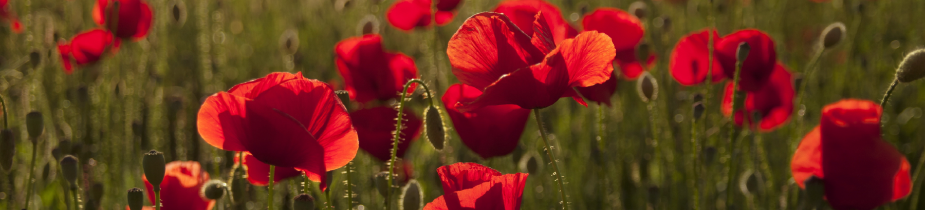 Red poppies in a field